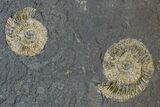 Dactylioceras Ammonite Cluster - Posidonia Shale, Germany #169444-1
